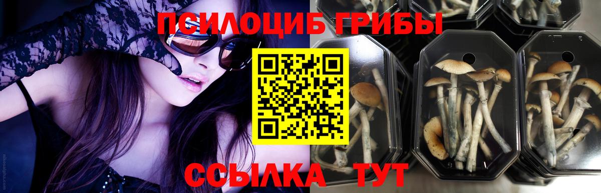 Псилоцибиновые грибы Psilocybe Лянтор